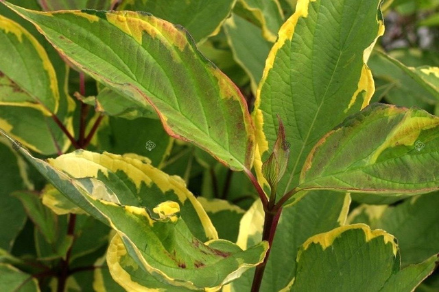 Dereń biały Gouchaltii Cornus alba  P9