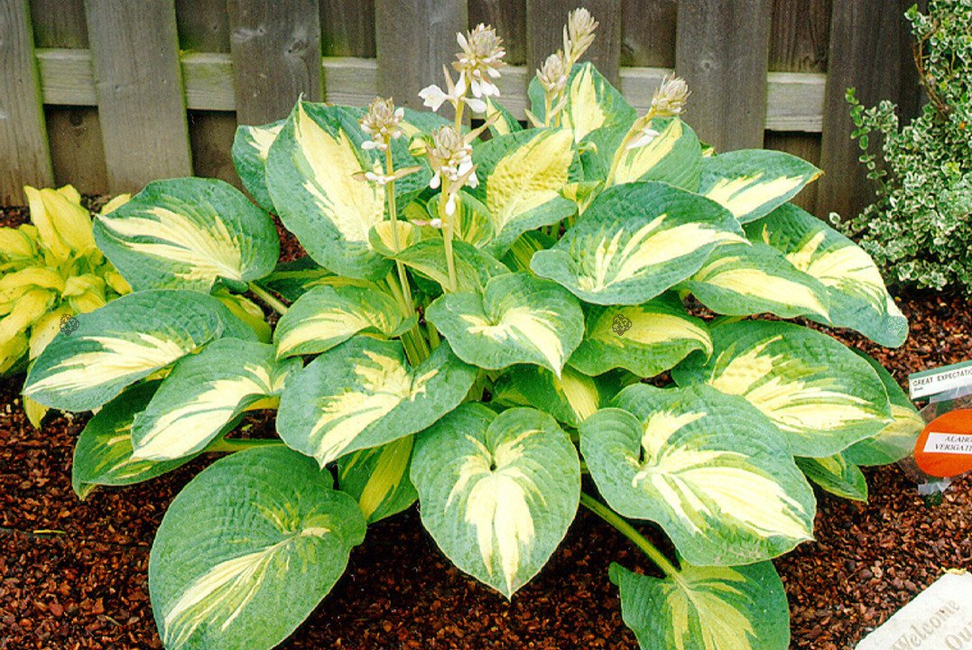 Funkia Great Expectations Hosta P9
