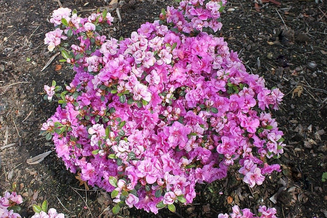 Azalia japońska Thekla Rhododendron obtusum C2