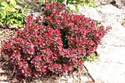 Berberys Thunberga Red Rocket Berberis thunbergii C2