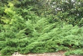 Jałowiec Pfitzera Wilhelm Pfitzer Juniperus pfitzeriana C3