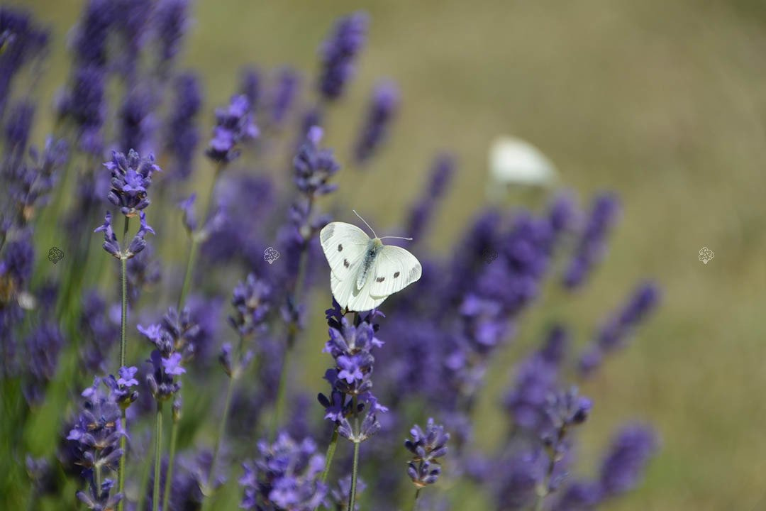 Lawenda pośrednia Pure Platinum Nico Lavandula intermedia P9