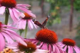 Jeżówka Magnus Echinacea hybrida P9