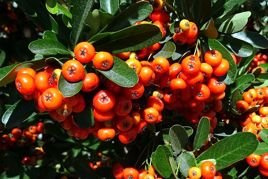 Ognik szkarłatny Red Cushion Pyracantha coccinea P9