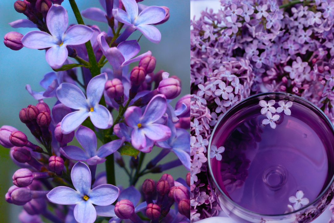 Lilak Meyera Palibin Syringa meyeri P9