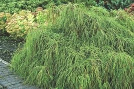 Cyprysik groszkowy Filifera Nana Chamaecyparis pisifera C3