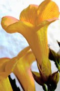 Milin amerykański Flava Campsis radicans C2