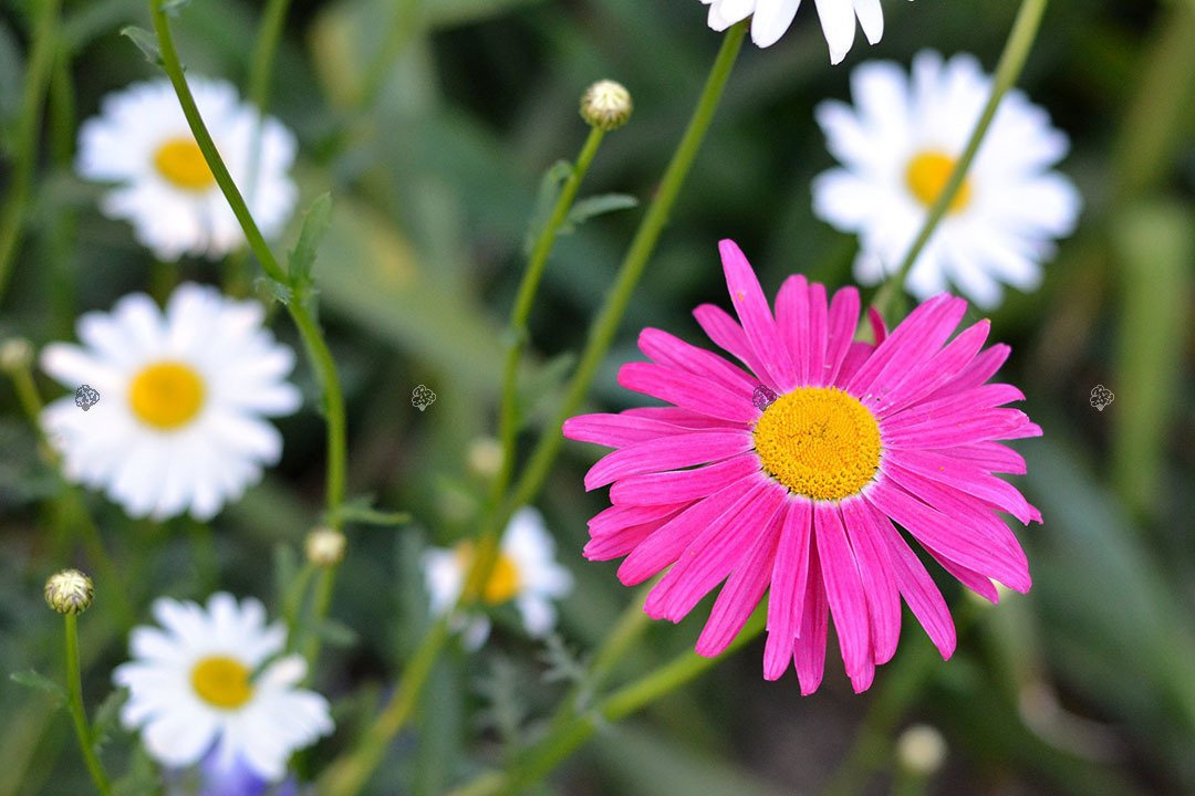 Złocieniec alpejski Chrysanthemum alpinum P9