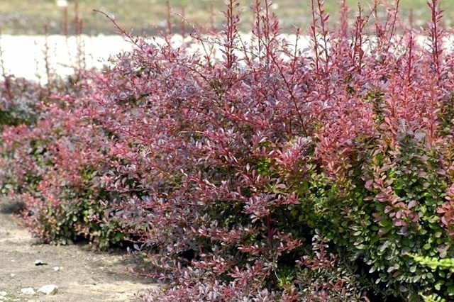Berberys Thunberga Red Chief Berberis thunbergii