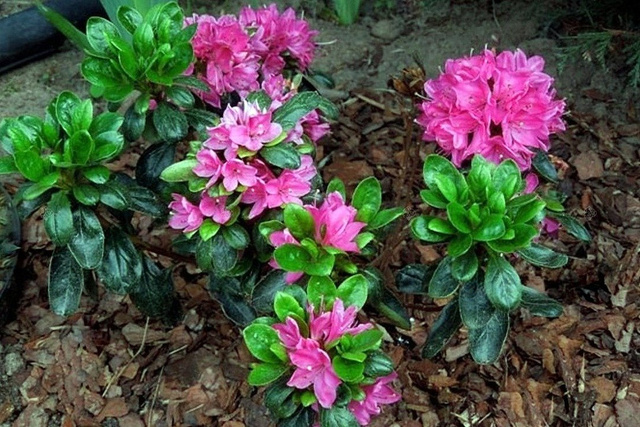 Azalia japońska Rosalind Rhododendron obtusum C2