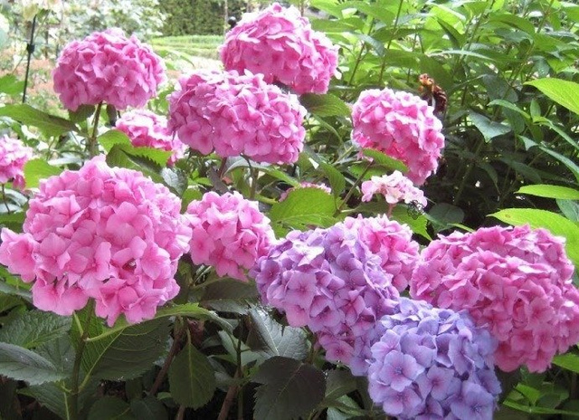 Hortensja ogrodowa Bouquet Rose Hydrangea macrophylla P9