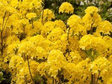 Azalia wielkokwiatowa Sonnenkopfchen Rhododendron C4