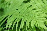 Paproć Nerecznica samcza Dryopteris filix-mas P9