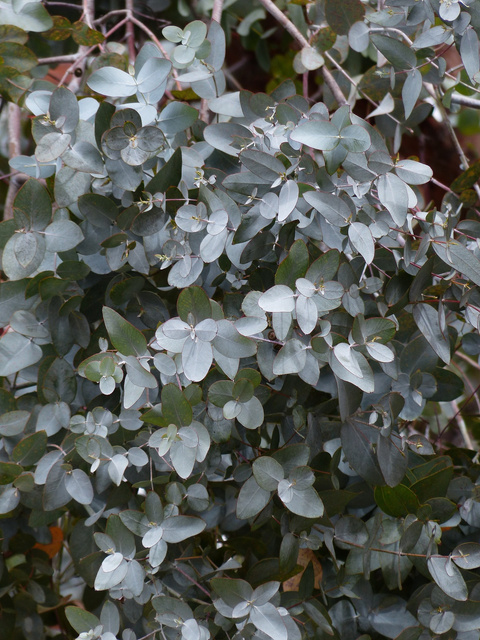 Eukaliptus górski Eucalyptus gunnii C2