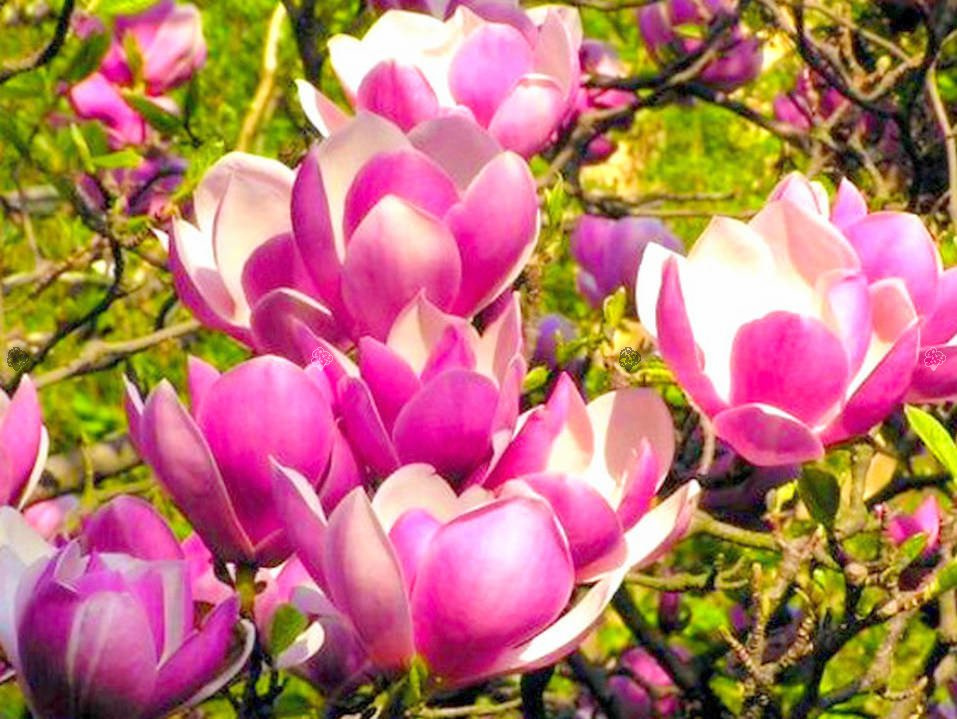 Magnolia Soulange'a Satisfaction Magnolia soulangeana C2