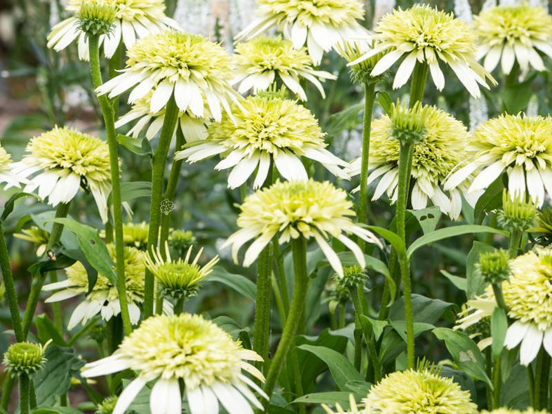 Jeżówka Honeydew Echinacea C2