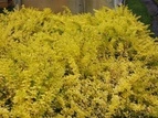 Berberys Thunberga Sunny Berberis thunbergii