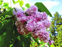Lilak pospolity Belle de Nancy Syringa vulgaris C2