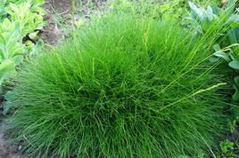 Kostrzewa miotlasta Niedźwiedzie futro Festuca scoparia P9