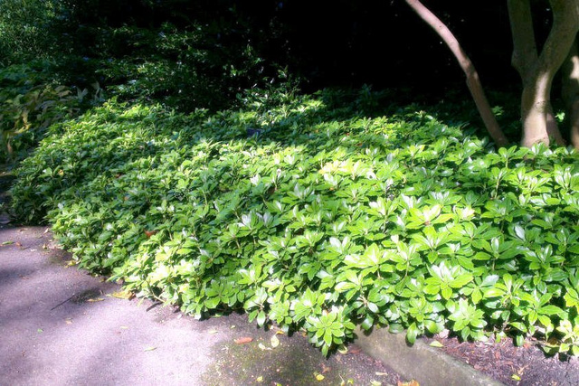 Runianka japońska Green Carpet Pachysandra terminalis P9