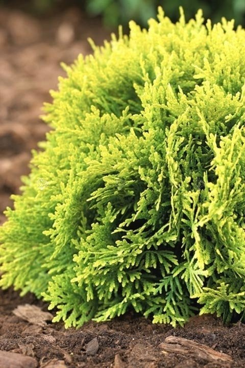 Tuja Miriam PBR Thuja occidentalis Mirjam C2