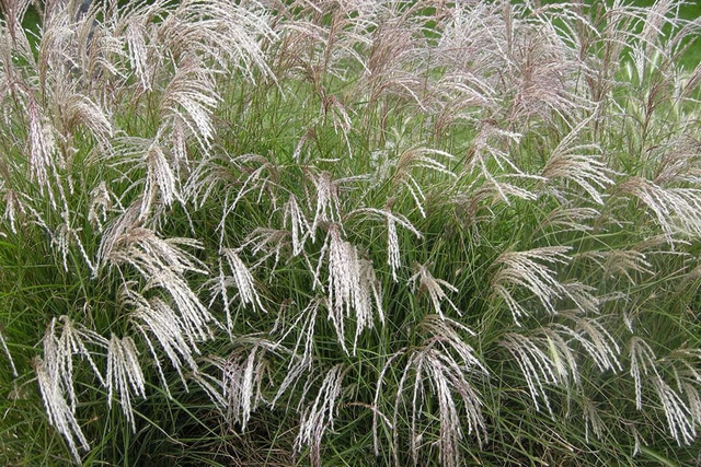 Miskant chiński Yakushima Dwarf Miscanthus sinensis C5