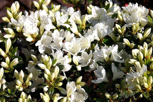 Azalia japońska Diamant Weiss Rhododendron obtusum C2