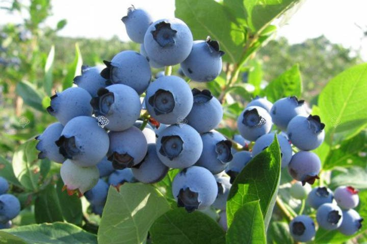 Borówka amerykańska Spartan Vaccinium corymbosum C2