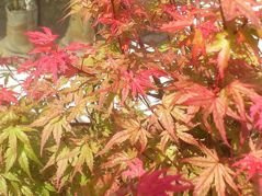 Klon palmowy Phoenix Acer palmatum C2