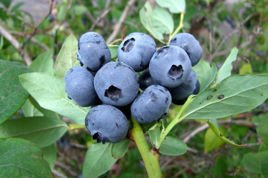 Borówka amerykańska Spartan Vaccinium corymbosum P9