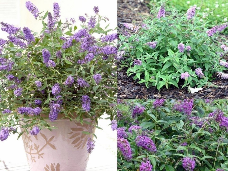 Budleja Lilac Chip PBR Buddleja C3