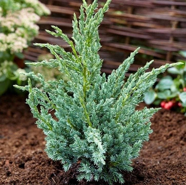 Jałowiec łuskowaty Blue Compact Juniperus squamata C5