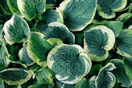 Funkia Blue Ivory Hosta C3