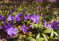 Barwinek pospolity Atropurpurea Plena Vinca minor P9
