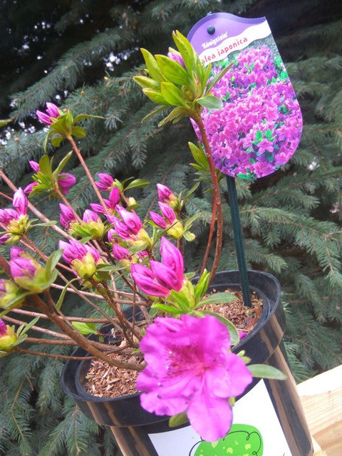 Azalia japońska Konigstein Rhododendron obtusum P9