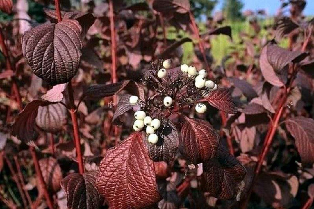 Dereń biały Siberian Pearls Cornus alba P9
