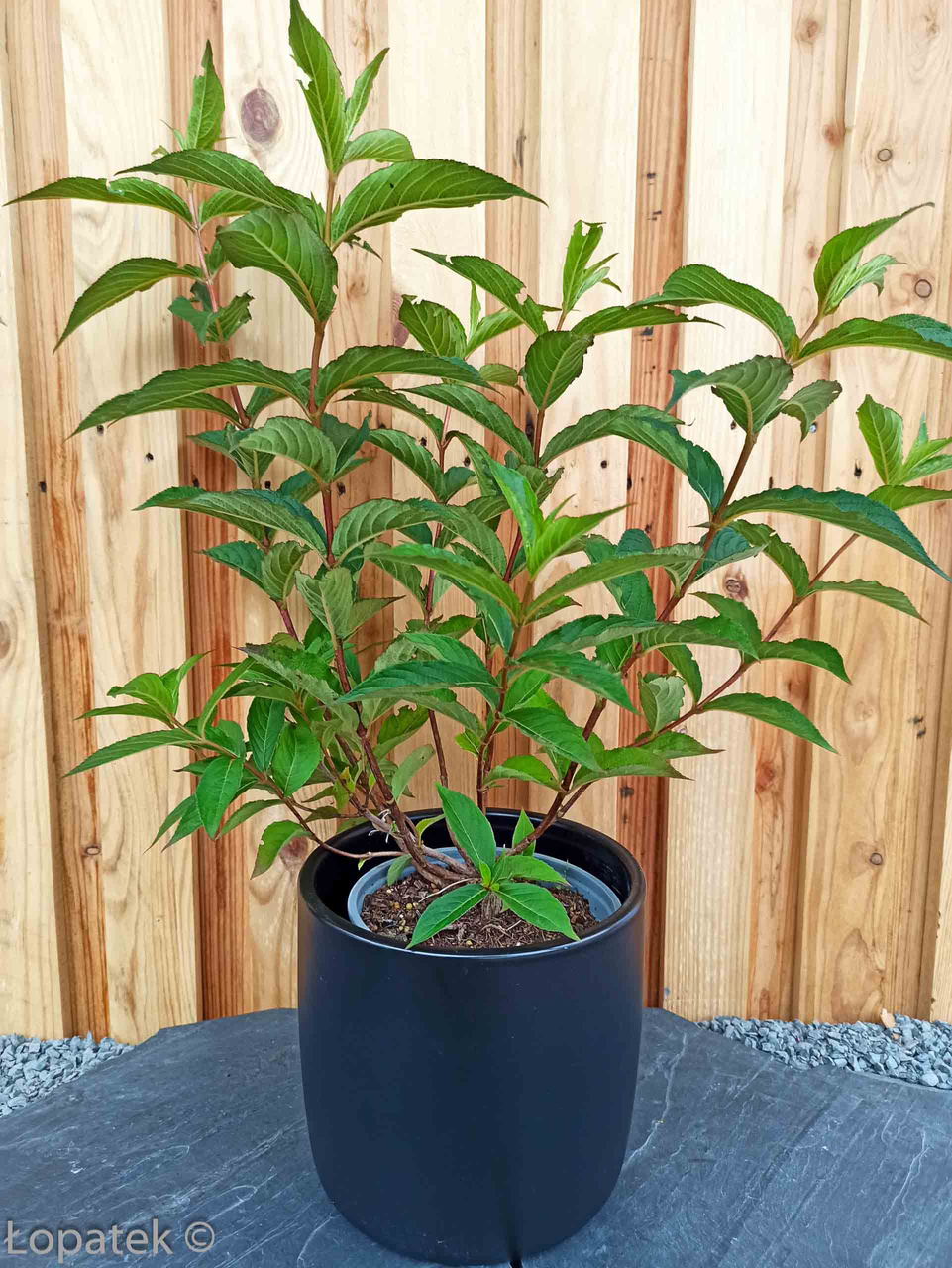Krzewuszka cudowna Lucifer Weigela florida C2
