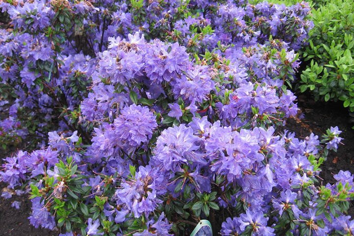 Różanecznik Blue Silver Rhododendron C1,5