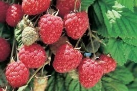 Malina Glen Ample Rubus idaeus C2