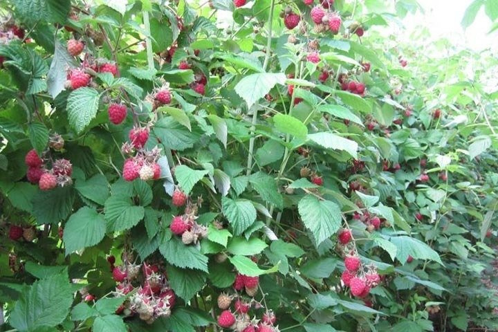 Malina Glen Ample Rubus idaeus C2