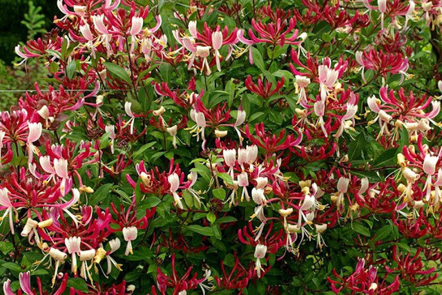 Wiciokrzew pomorski Serotina Lonicera periclymenum P9