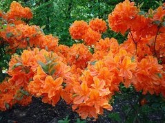 Azalia wielkokwiatowa Spek's Orange Rhododendron mollis C4
