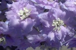 Ostróżka ogrodowa Guinevere Delphinium C2