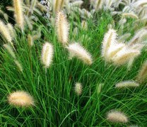 Rozplenica japońska Cassian Pennisetum alopecuroides C2