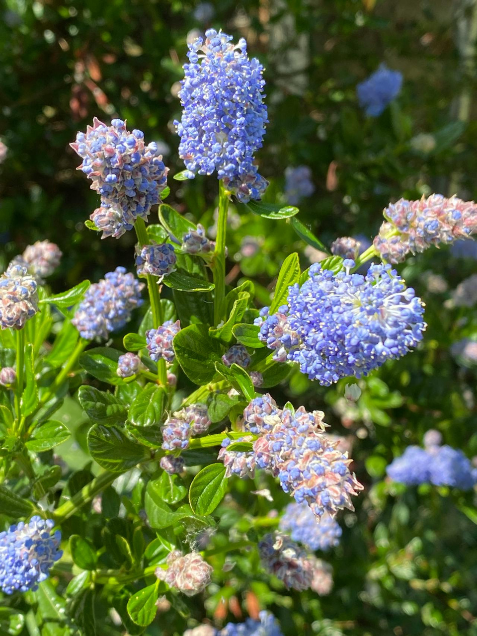 Prusznik Blue Jeans Ceanothus P9