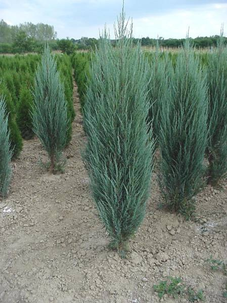 Jałowiec skalny Blue Arrow Juniperus scopulorum C2