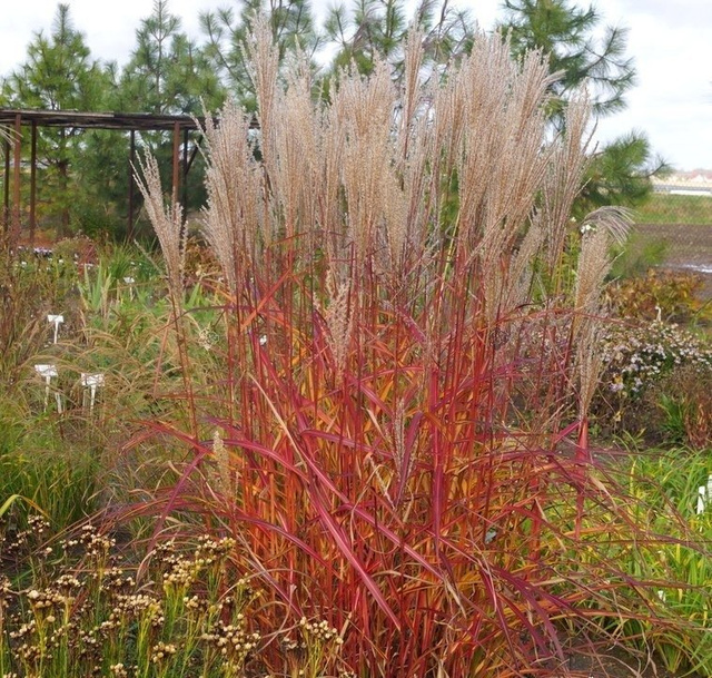 Miskant chiński Purple Fall Miscanthus sinensis