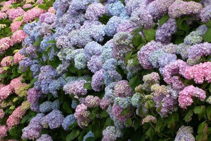 Hortensja ogrodowa Otaksa Hydrangea macrophylla C2