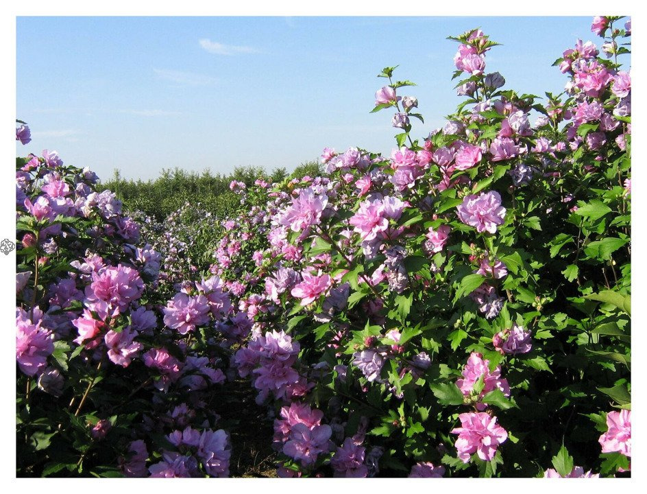 Ketmia syryjska Duc de Brabant Hibiscus syriacus P9