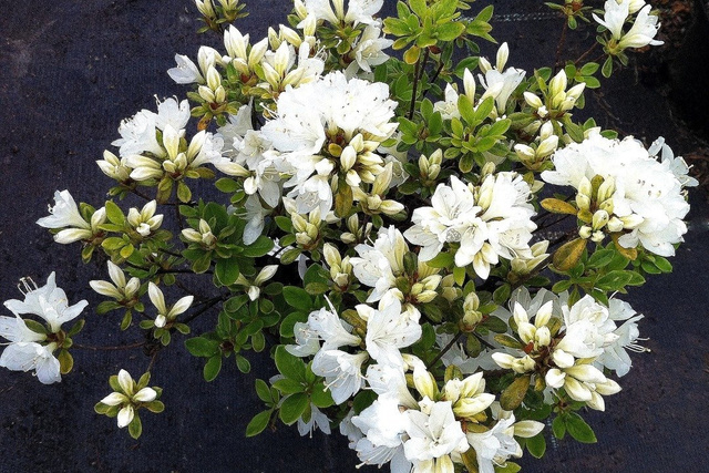 Azalia japońska Diamant Weiss Rhododendron obtusum C2